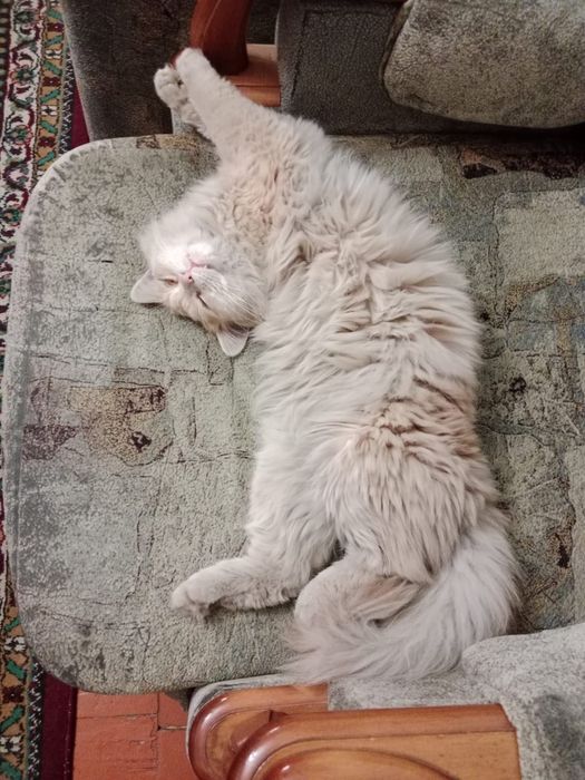 Котенок в хорошие руки