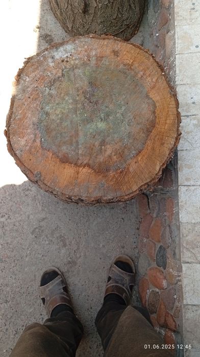 Ўрик дарахтдан гўшт майдалаш усун кундалар сотилади