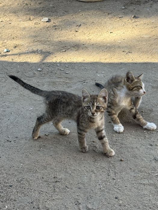 Отдам котят мышеловок
