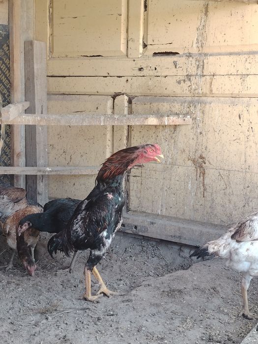 Дакан петух атеш