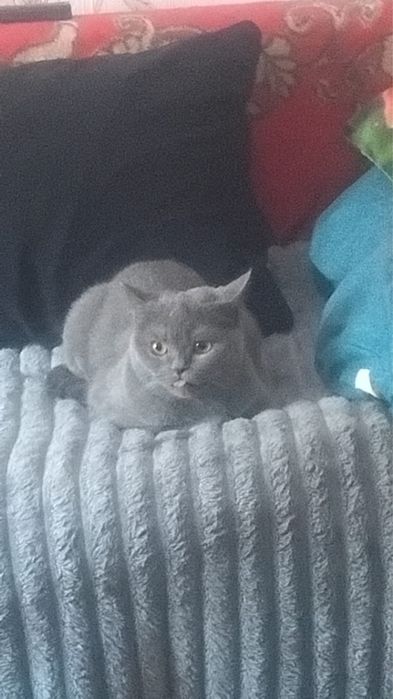 Отдам в добрые руки