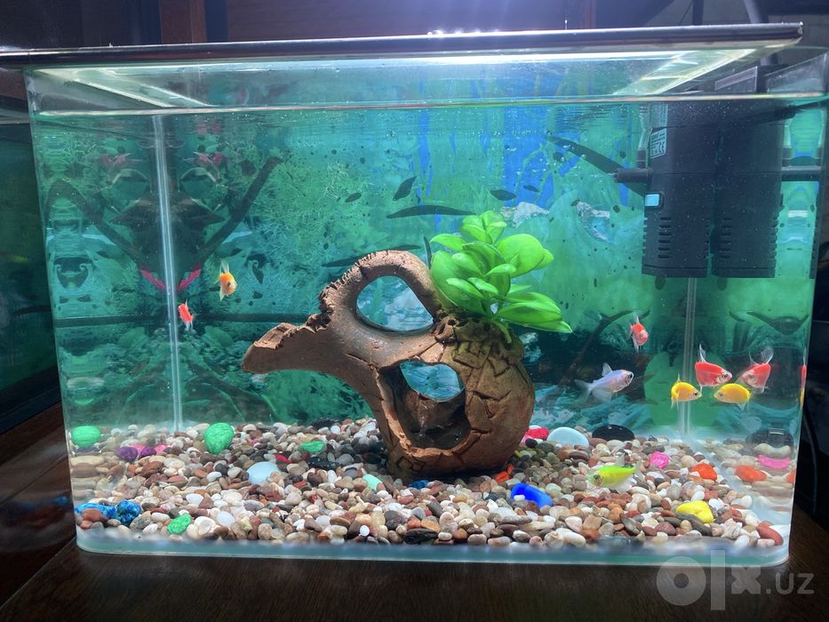 Akvarium baliqlari va jihozlari bilan