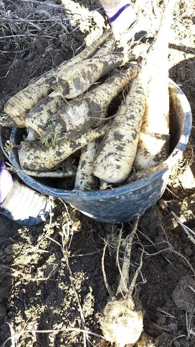 Patrunjel si pastarnac