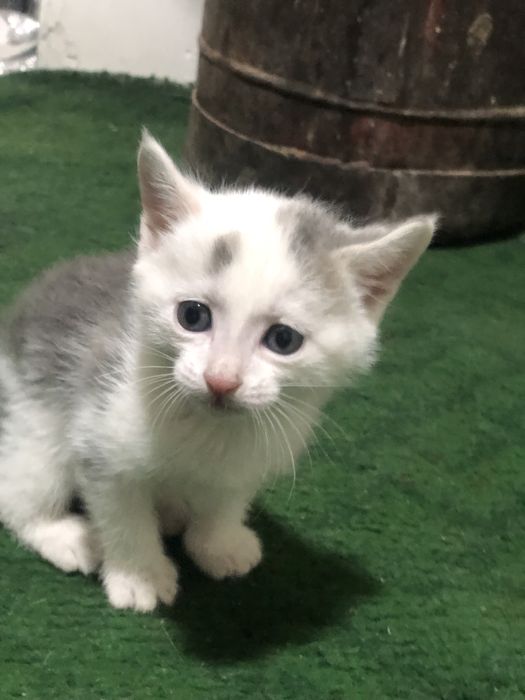 отдам в добрые руки