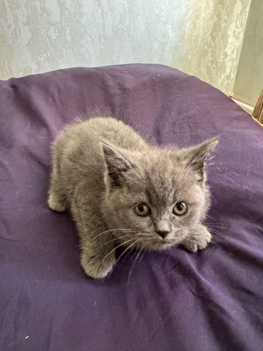 Кошка британская короткошерстная девочка