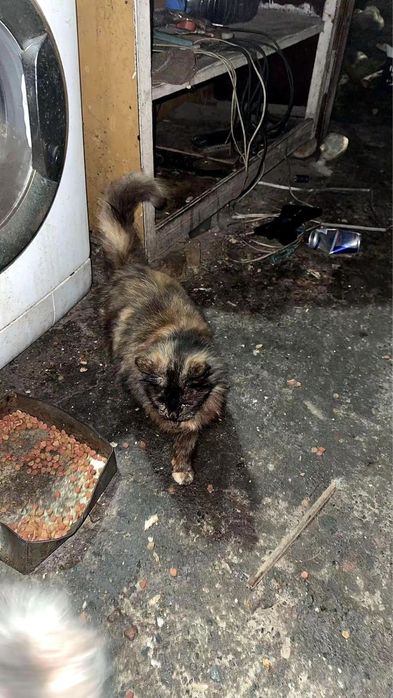 Отдам котиков в добрые руки