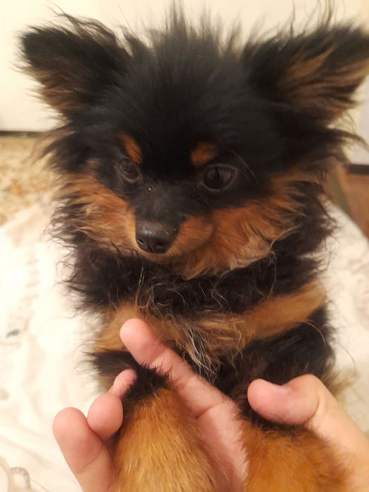 шпиц маленкие сабакие