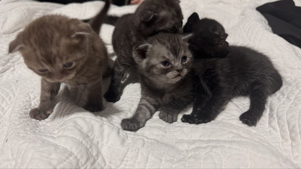 Чистокровные шотландцы