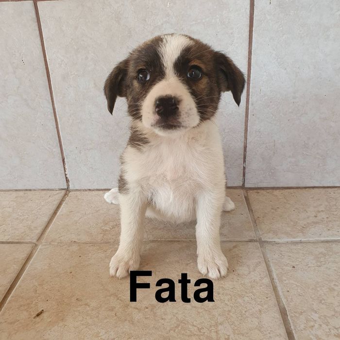 Donez catelusi de rasa comuna