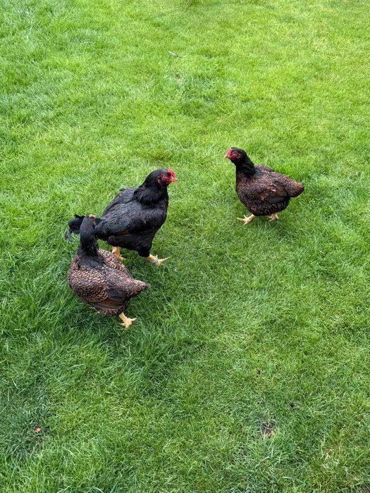 Combatant indian mare - 3+1 - Gaini de rasa