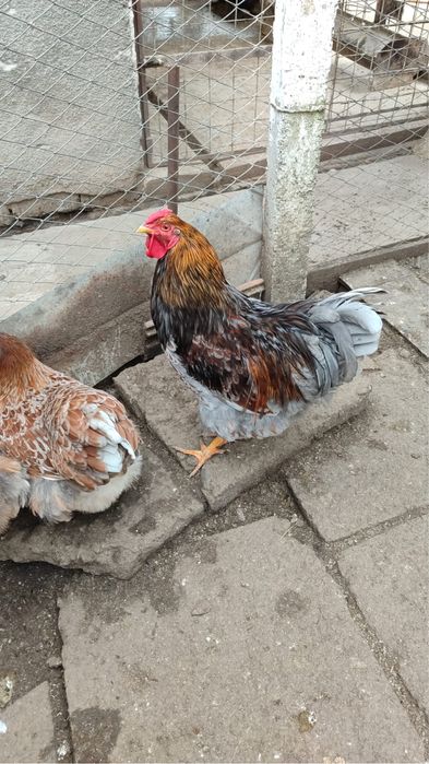 Cocosi /gaini Wyandotte 2025