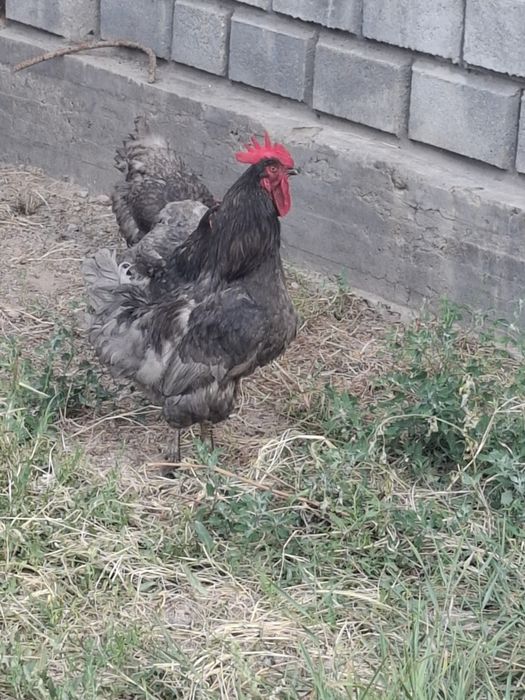 Куры Джерсийский гигант голубой