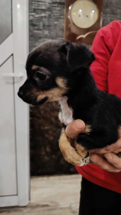 Продавам мини пинчер