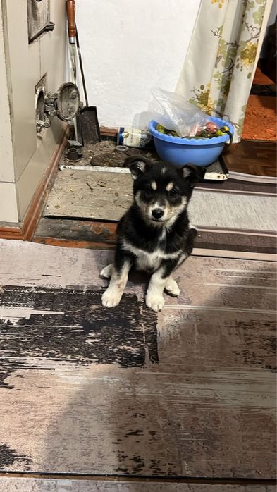 Щенки Лайка