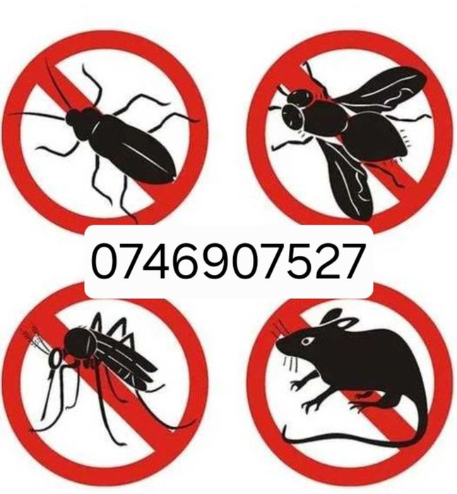 Deratizare dezinsecție