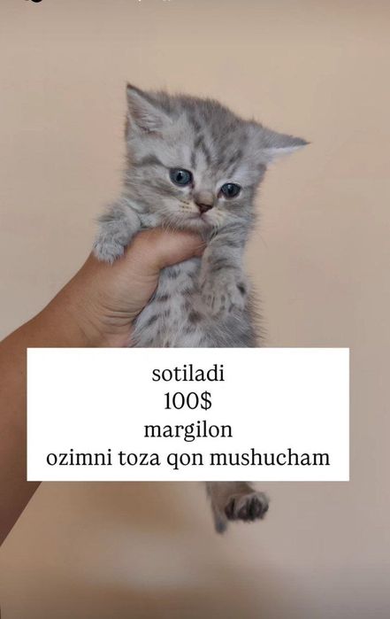 serebristiy shinshila o'g'il