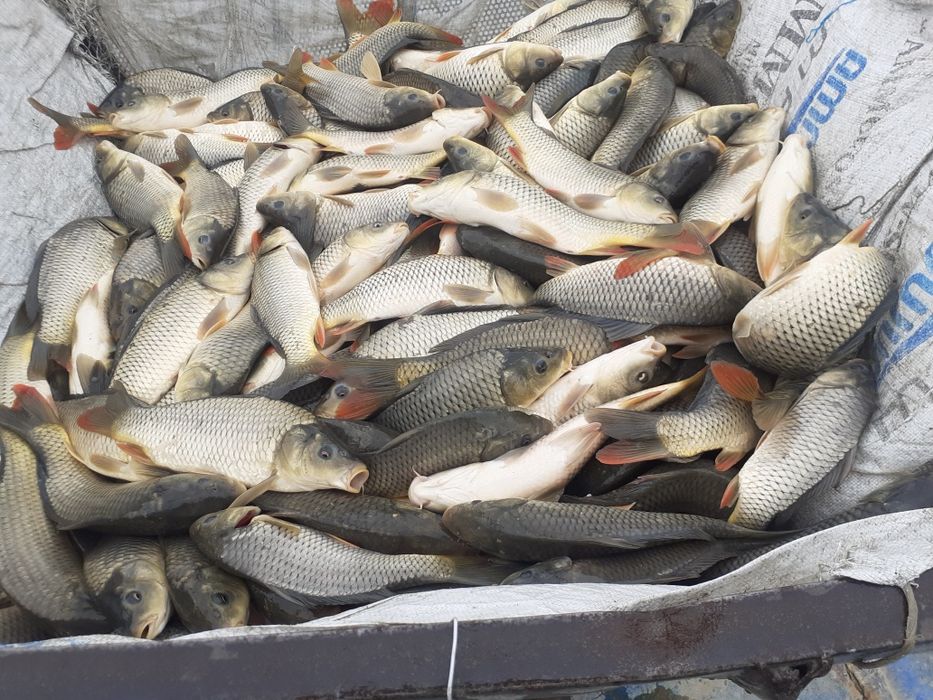Ветнам толстоло Венгер сазани Ок Беламур чаваклари сотилади