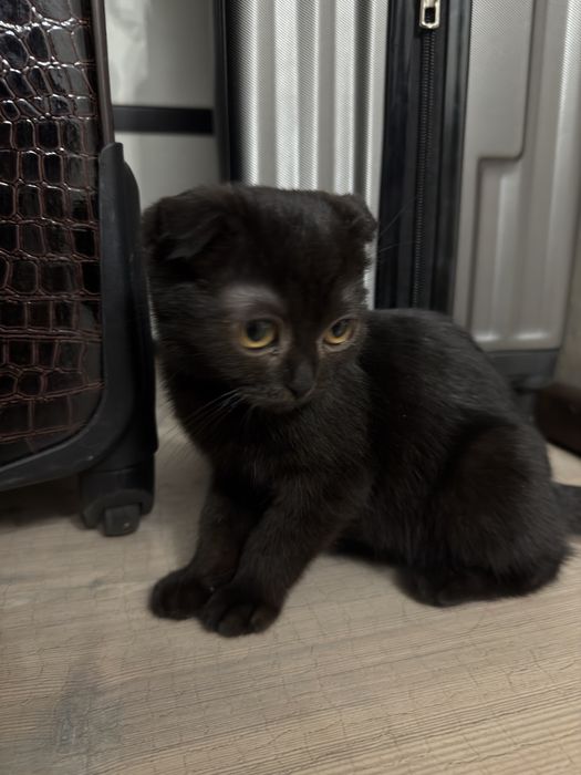 Отдаю бесплатно котёнка