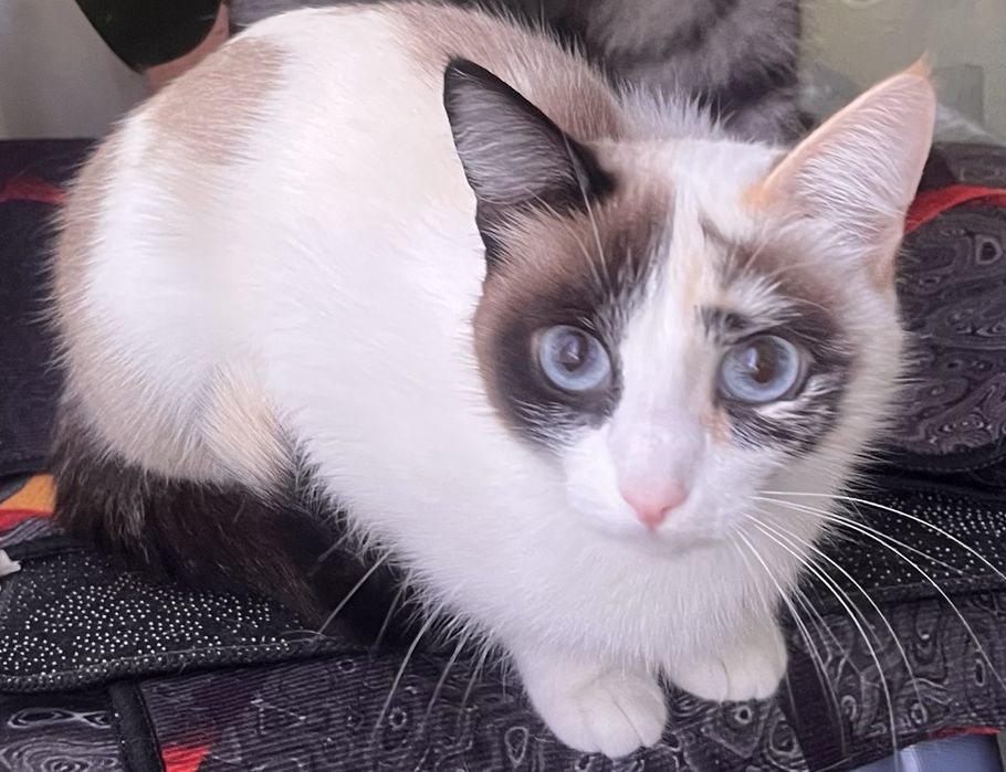 Отдам очень ласковую кошку