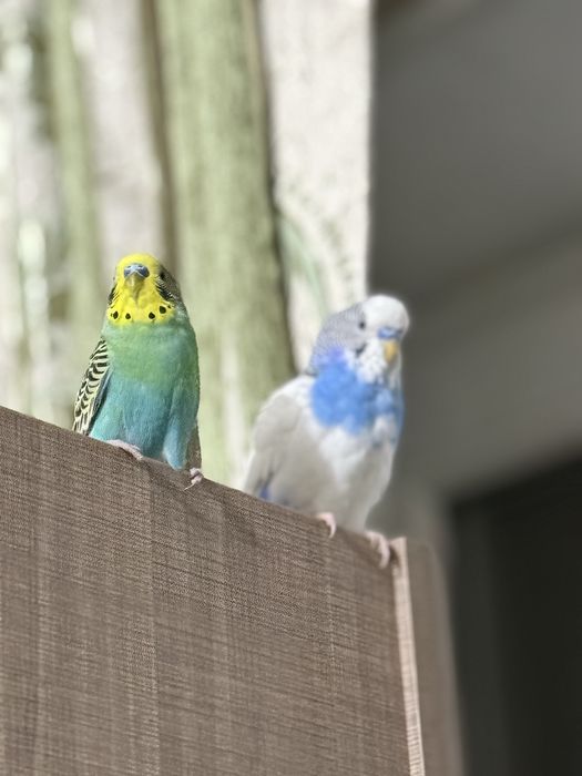 Попугай моадши старшый