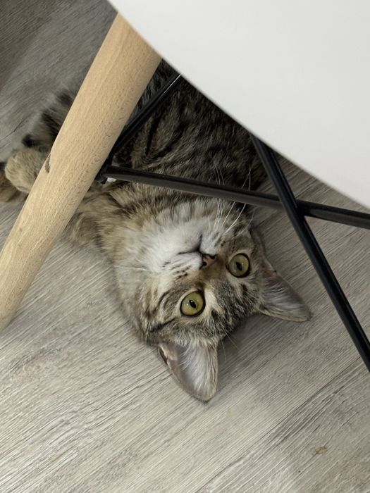 Отдам кошку в добрые руки