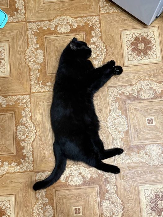 Отдам кошку мышеловку