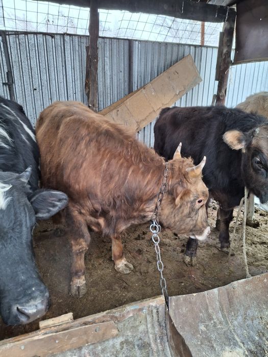 Продам бычка и телку