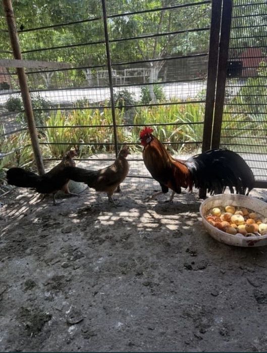 Бір қораз бір тауық