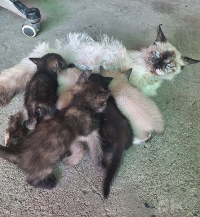 Котята бесплатно