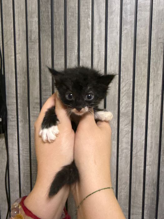 Отдаю котят в добрые руки