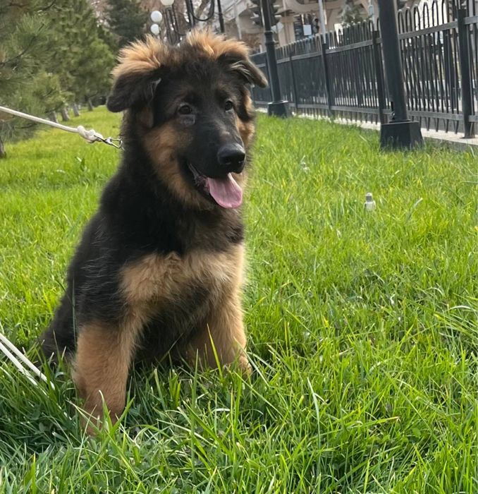 Немецкая овчарка