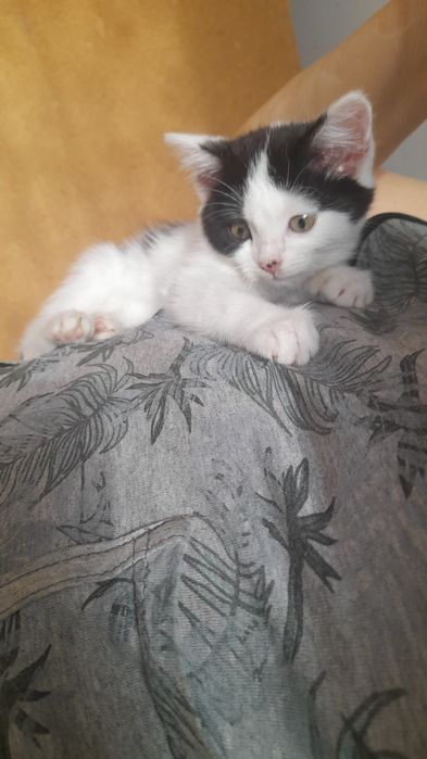 Отдам шикарного котенка в любящие руки