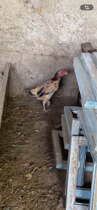 Дакан куры каны таза