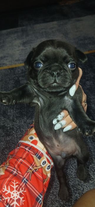 Продаются щенки мопса