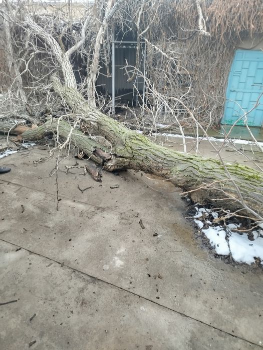 Yong'oq daraxti 2 ta kotta o'tinga zo'r