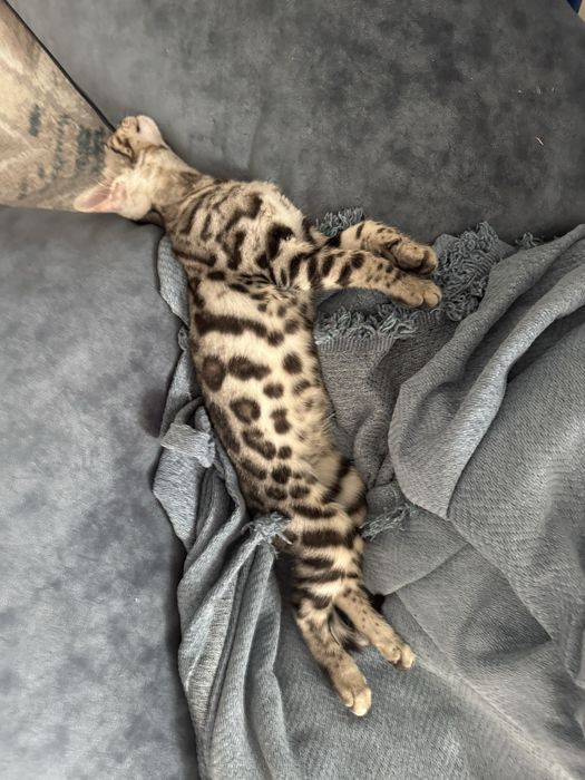 Продам Бенгалськую котенка