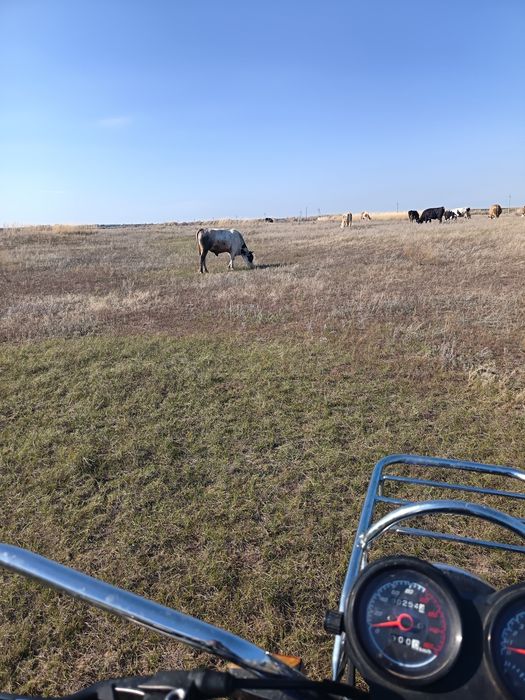 Бык возраст год 17дней