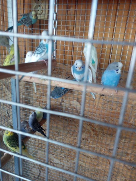 Продавам вълнисти папагали