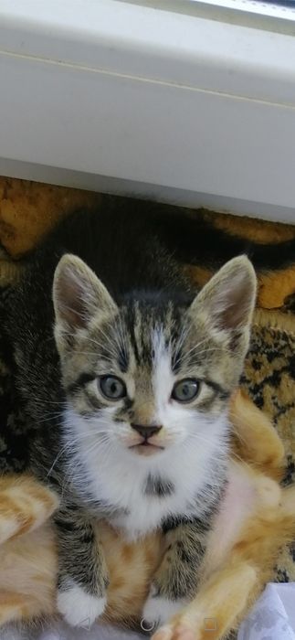 Котенца  - Подарявам Шепичка Любов