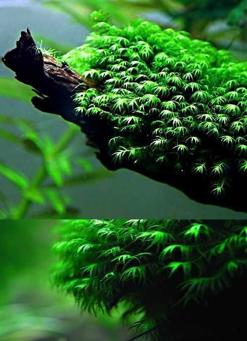 Moss Fissidens Fontanus sau Riccardia Chamedryfolia 8x8 cm