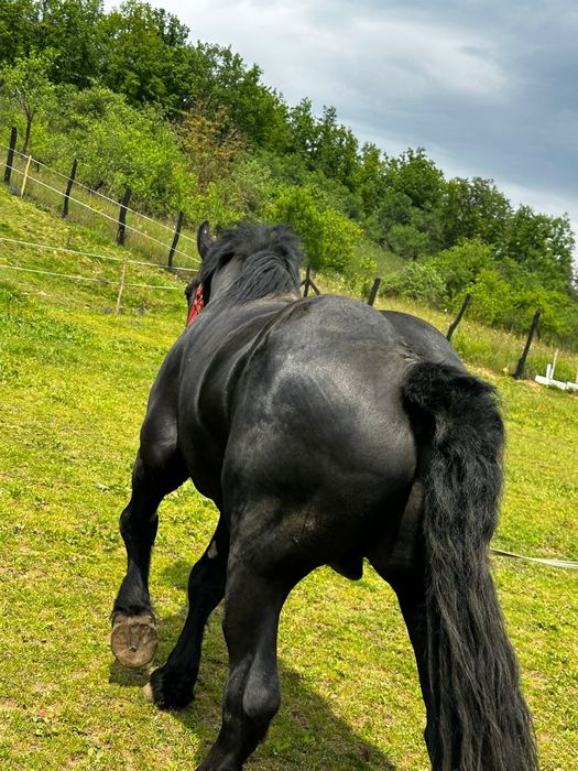 Vand  Armăsar de monta  negru an voastră de 4 ani cu acte