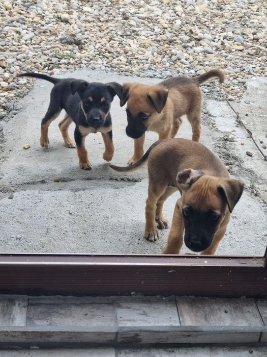 Donez caini  jack terrier
