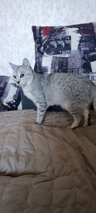 Отдам кота в добрые руки