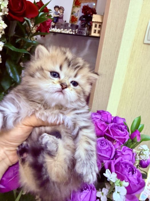 Британска золотая шиншилла табби!
