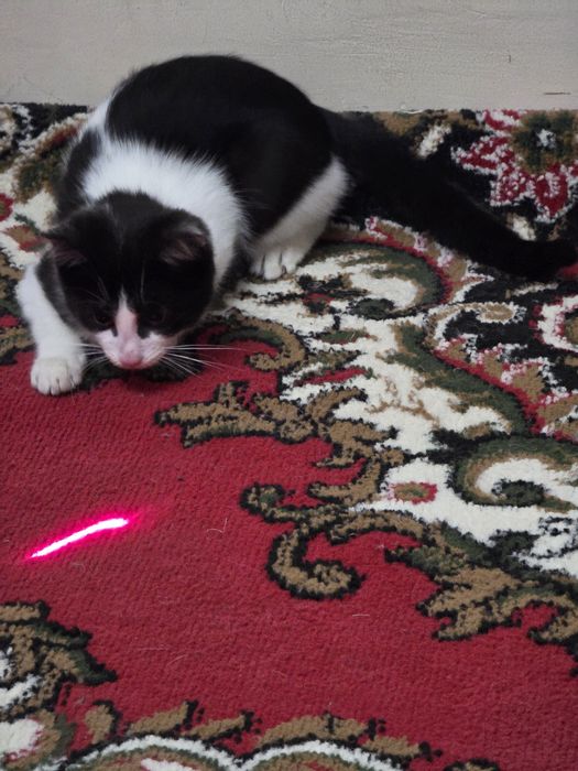 Отдам котенка в хорошие руки