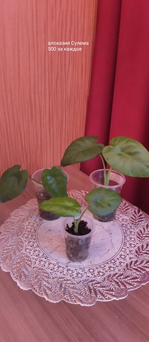 Предлагаю цветы комнатные.