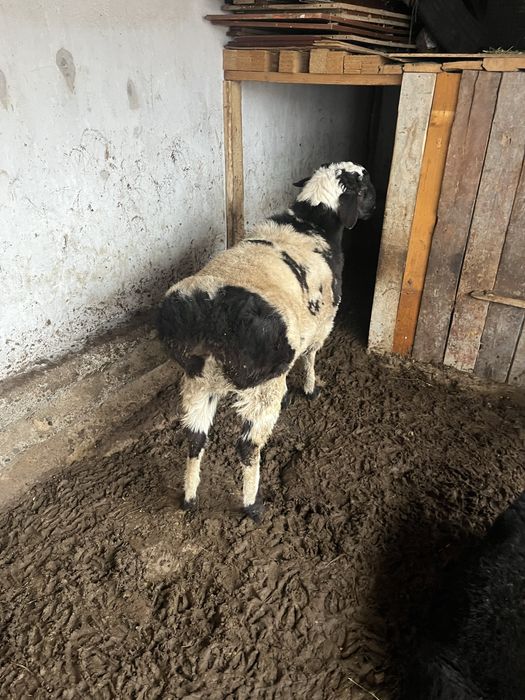 Кошкар сатылады Авгански парода