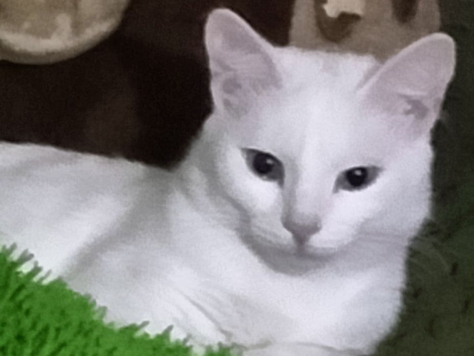 Стериллизованная девочка