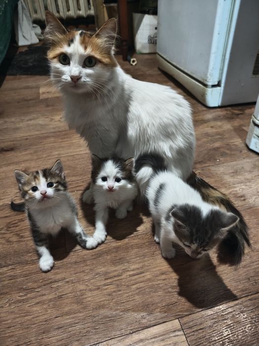 Котята в добрые руки