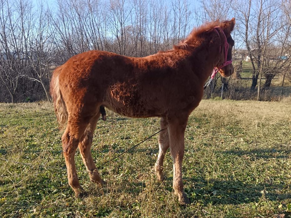 Mânz 4 luni din parinti buni!